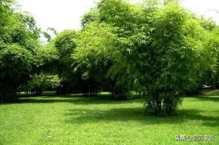 国内赏竹,中国人赏竹