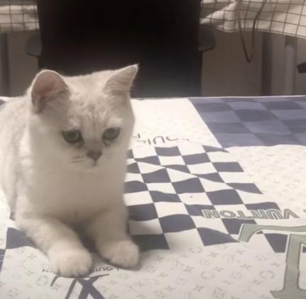 把猫咪独自留在家中是什么反应 (把猫咪独自放在家猫咪会伤心吗)