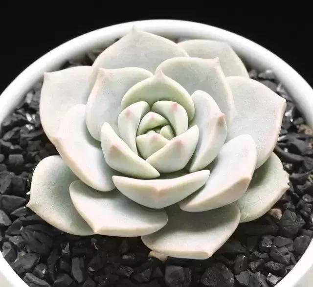 容易爆盆又好养的多肉你值得拥有,容易养好养活而且便宜的多肉