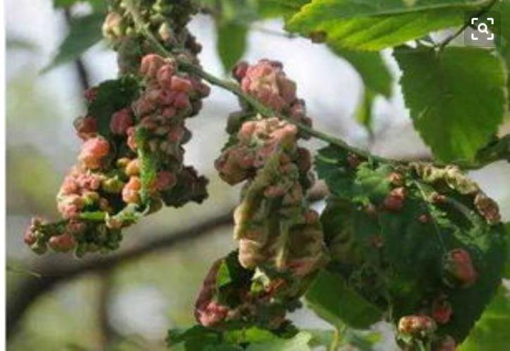 作物发生药害后怎么补救,作物发生药害了怎么办