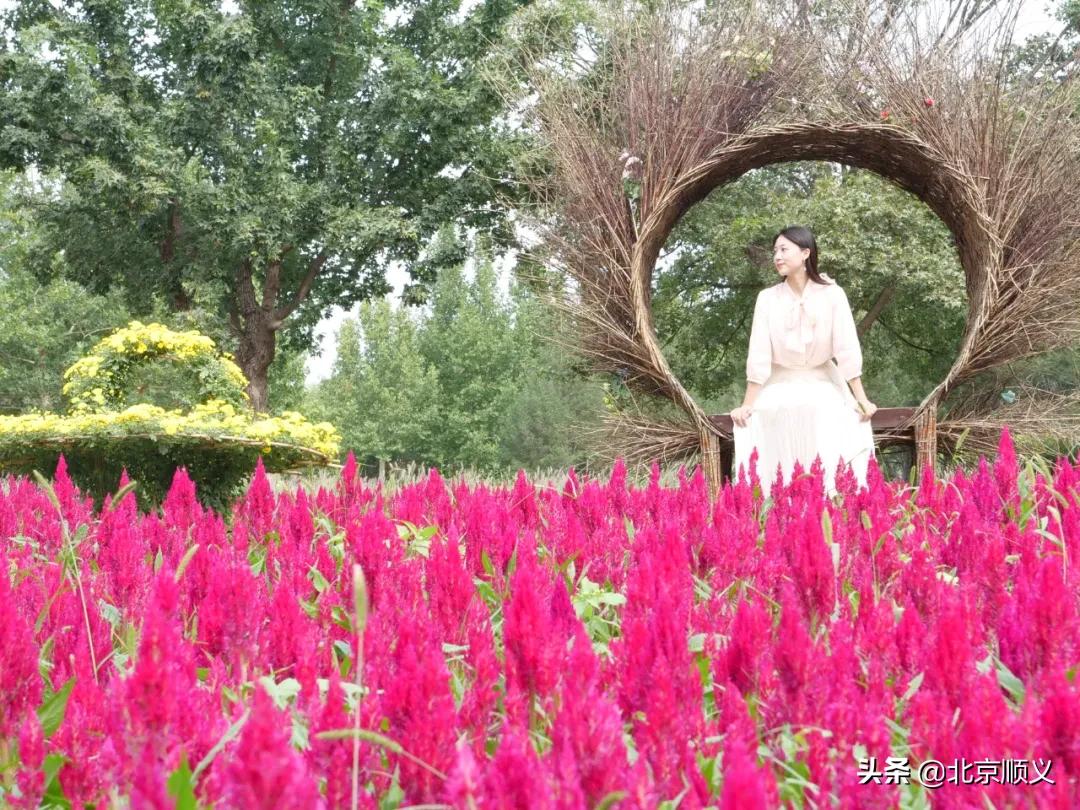 北京国际鲜花港菊花展购买门票,北京国际鲜花港菊花展