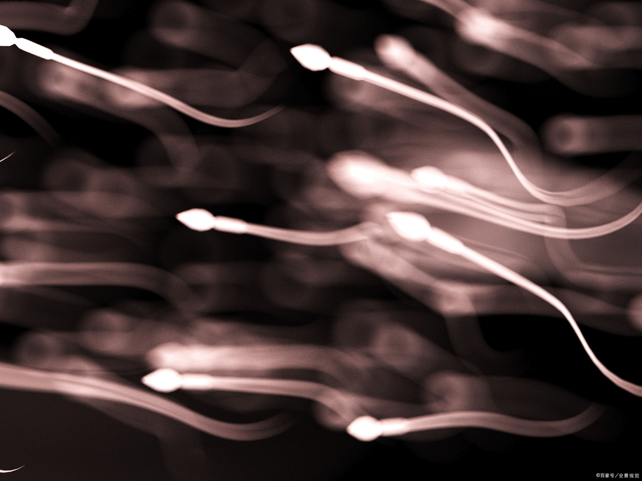 生命萌芽，就充满争斗攻击伤痛：你的出生，已经PK赢了千军万马