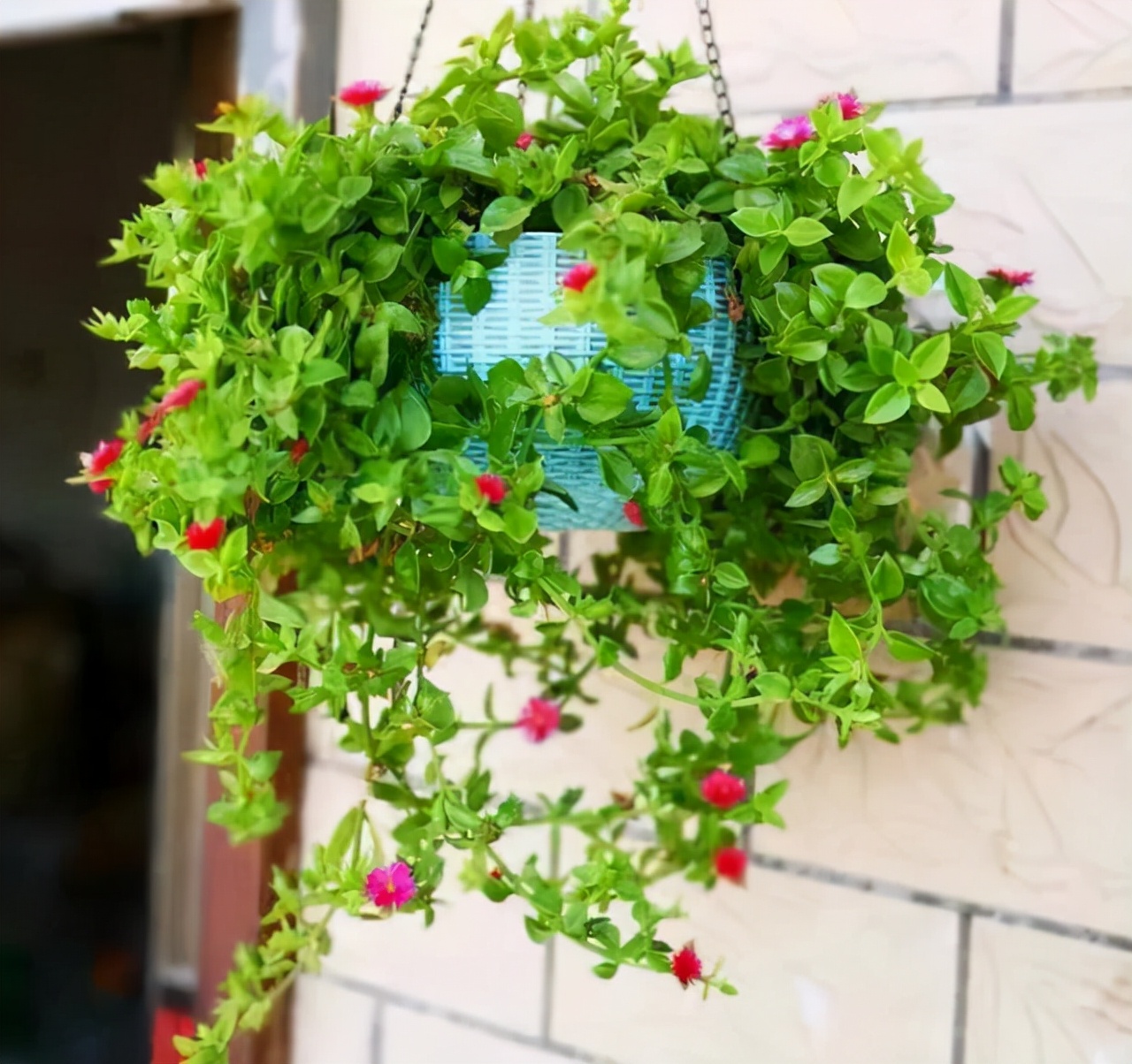 养花人养的花都有哪些,什么花养人又健康又好养