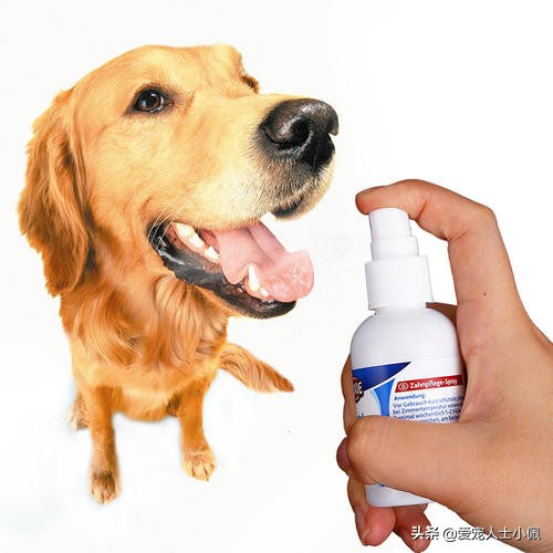 养狗需要具备哪些条件,养狗需要哪些条件