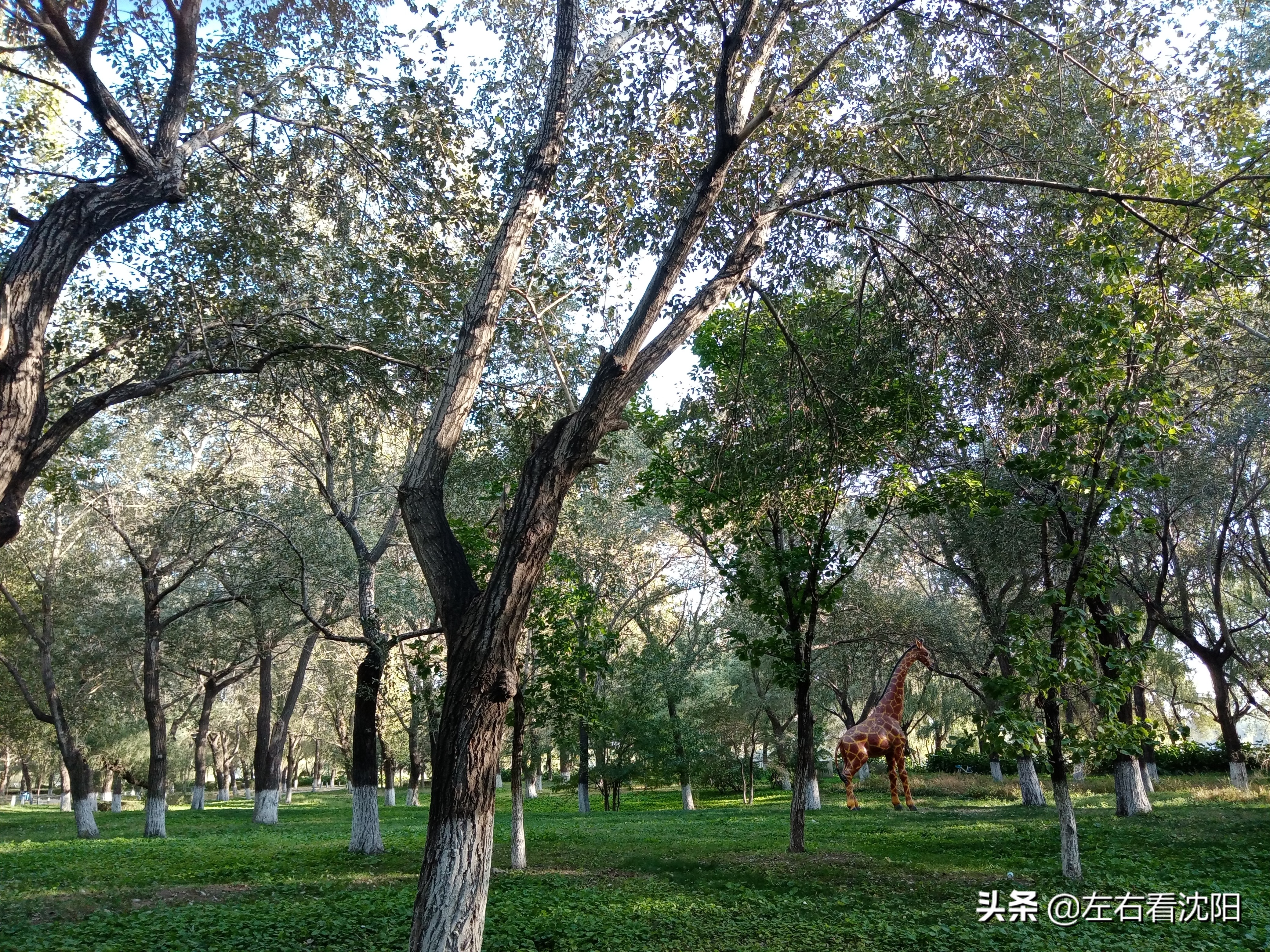 沈阳沈水湾公园看日出,沈阳浑河看海的地方