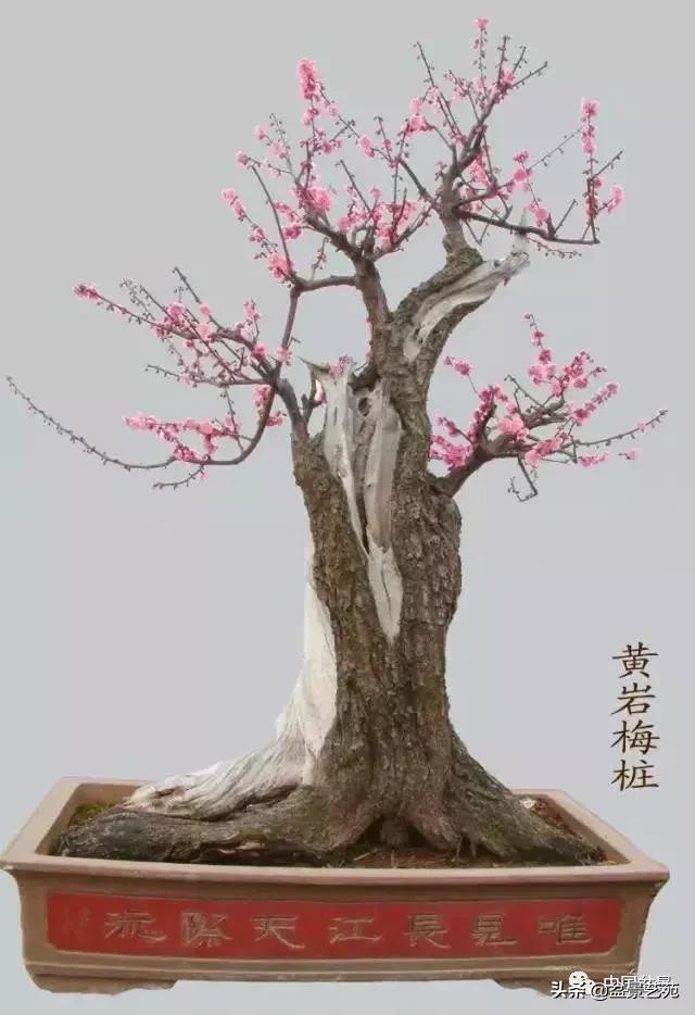 赏梅花十首最好的诗,最经典的梅花十绝