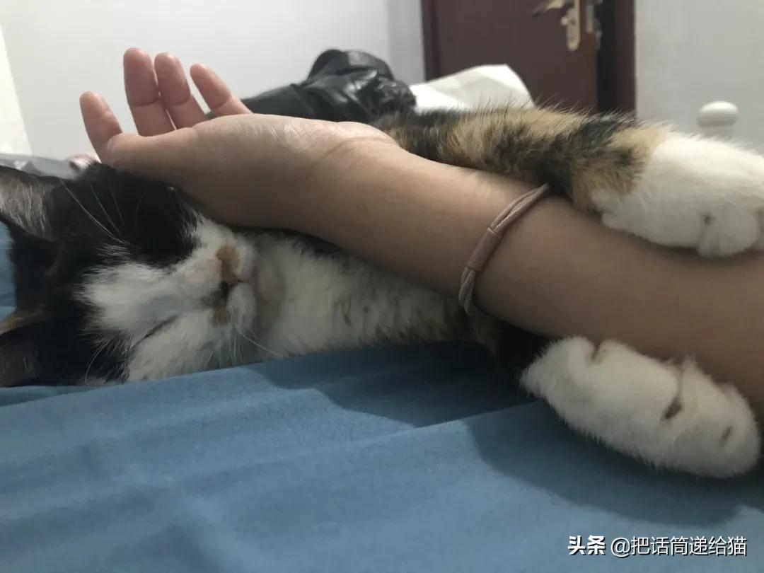 一只猫被另一只打,一只猫被两个人打