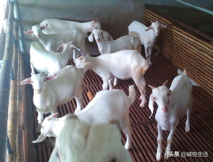 盐碱地养殖牛注意事项,盐碱地养殖方法