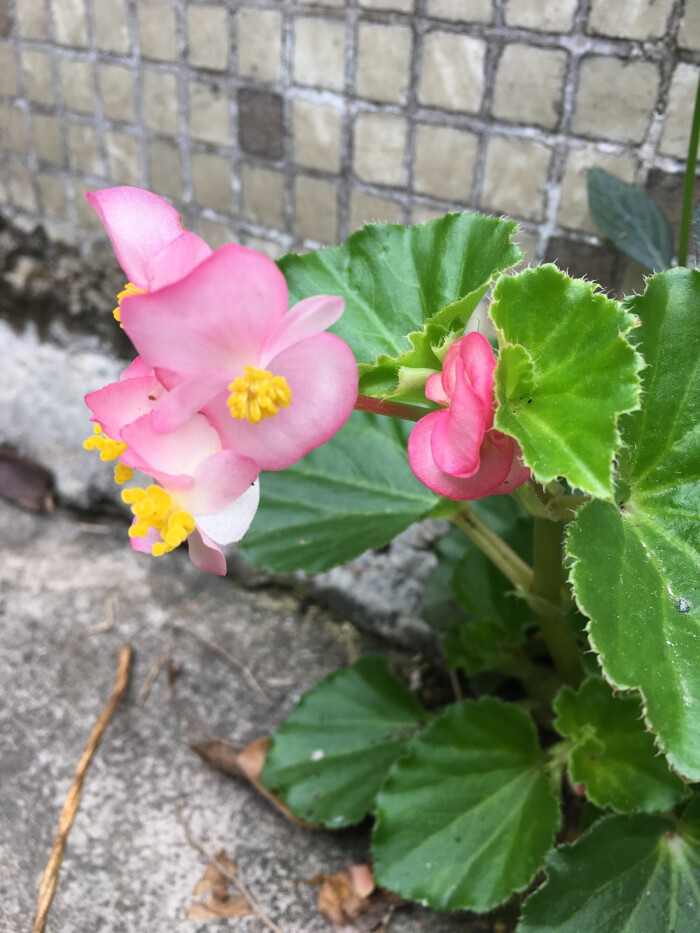 四季海棠各种颜色重瓣,好养好看大花重瓣四季海棠