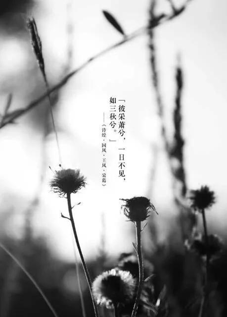 执子之手诗经典语录,诗经经典佳句解析