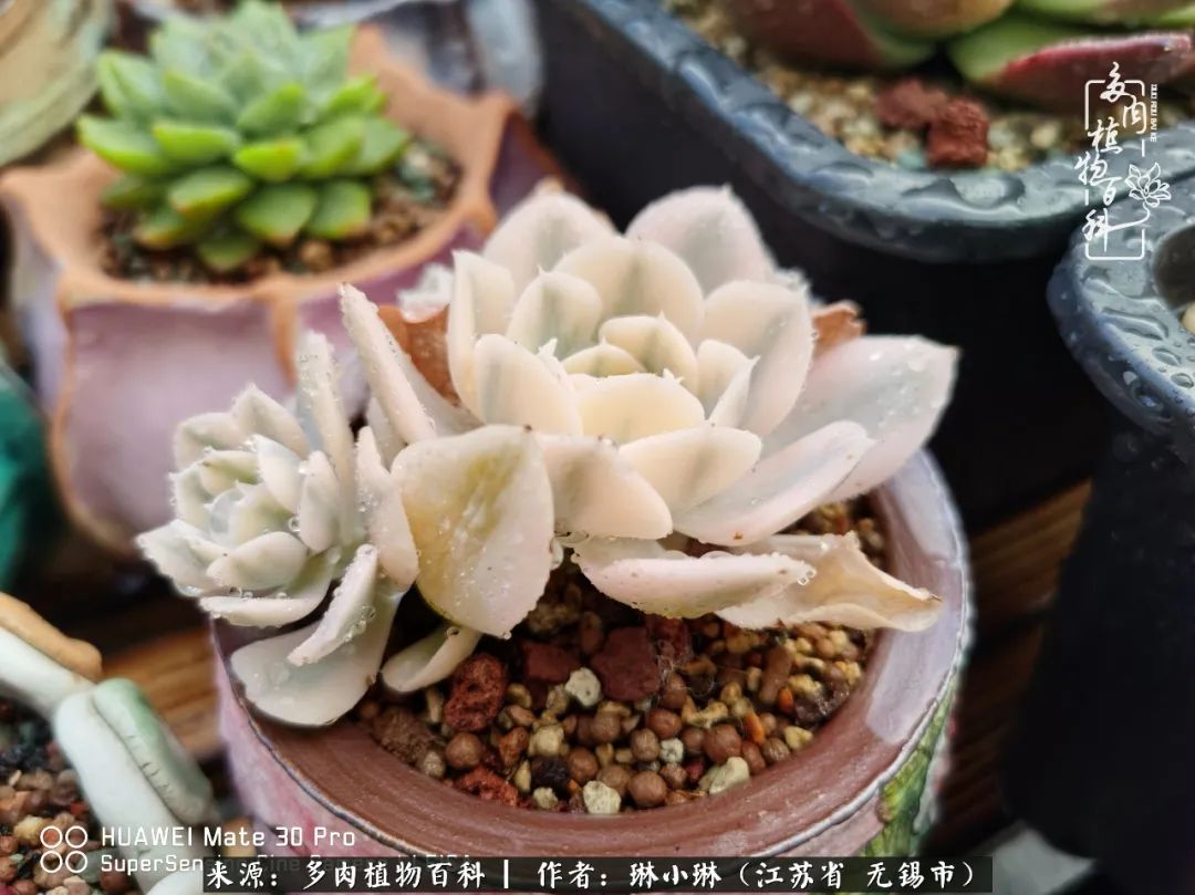 又到多肉变美时，一切都鼓励我积极向前