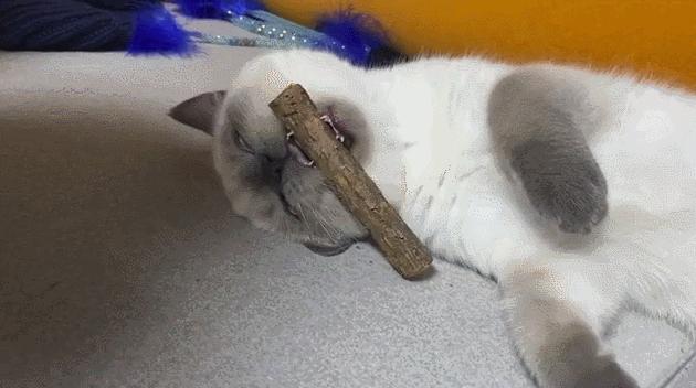 煤老板爆红完整版,煤老板ins