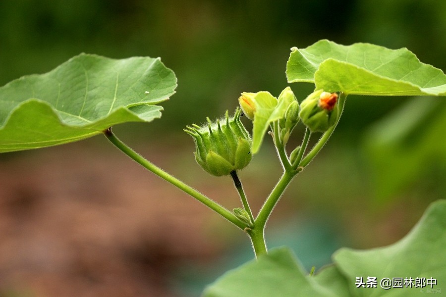 苘麻子有多少名字,苘麻学名叫什么