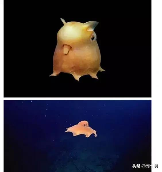 罕见动物60种大开眼界,十种罕见动物