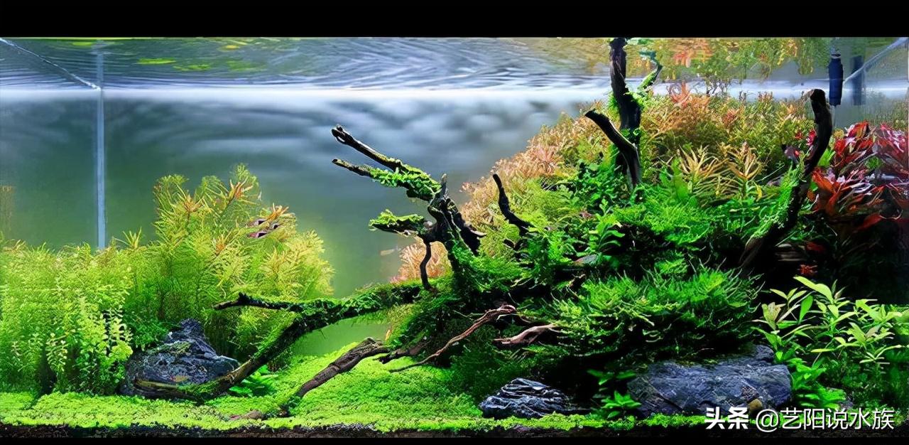 金鱼鱼缸腥味重是什么原因造成的,鱼缸水有腥味用杀菌灯怎么处理