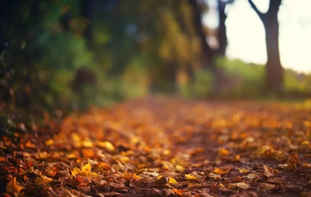 半生风雪，吹落深秋霜月