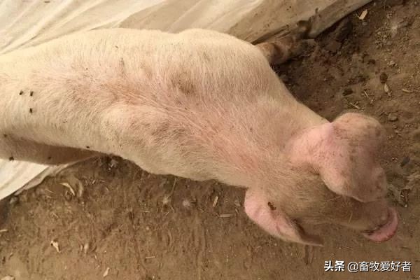 猪身上有出血点吃食精神正常,猪身上有出血点打什么针