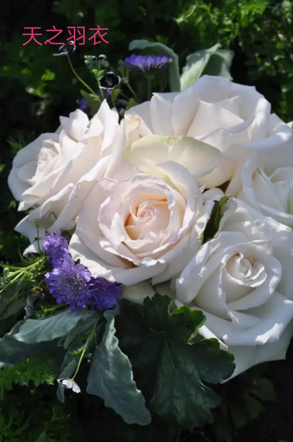 2020年木村卓功月季新品,木村卓功的月季都比较耐阴吗