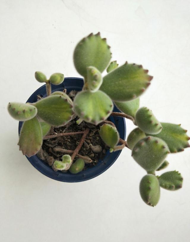 多肉熊童子叶子掉了怎么办,多肉熊童子叶片怎么清理