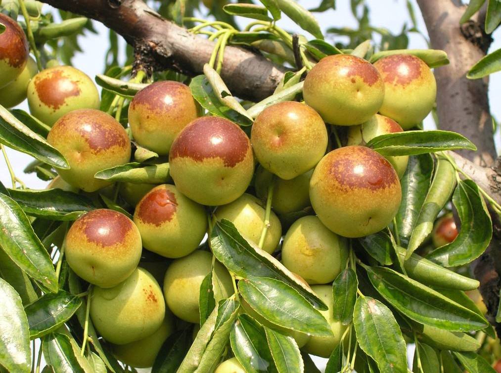 现在水果市场哪种水果最畅销,每日最新水果价格