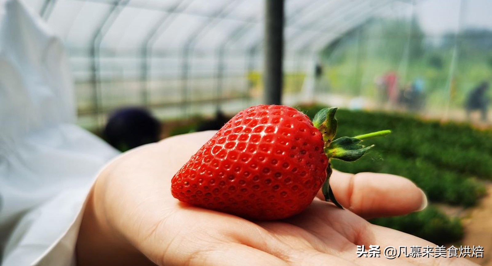 草莓哪个品种最好吃又好种,2018产量最好最大的草莓品种