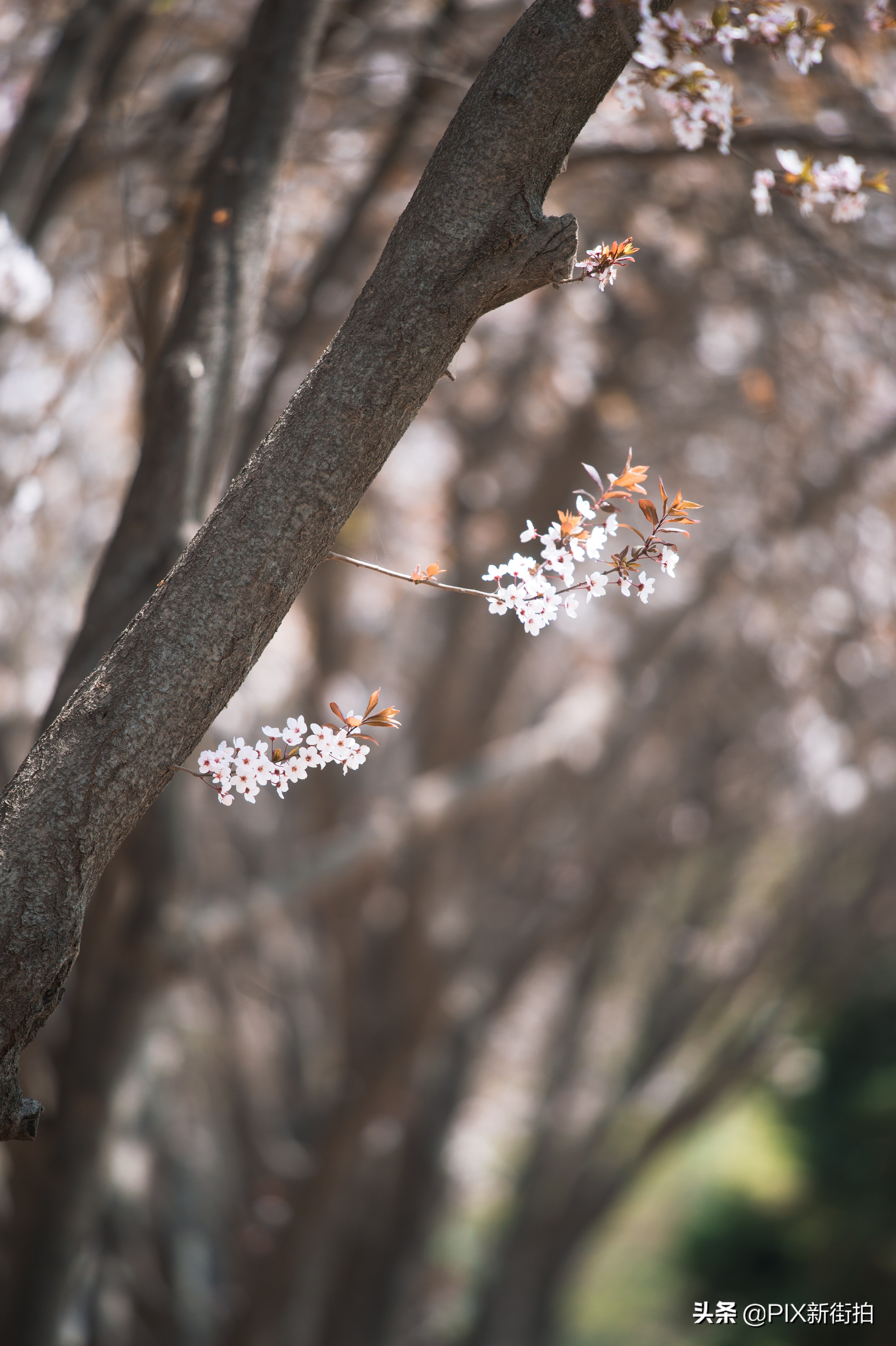 尼康70-300mmf4.5-6.3画质测评,尼康70-300和70-200f4的选择