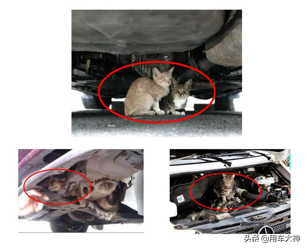 流浪猫进发动机舱,发动机舱进猫怎么防治