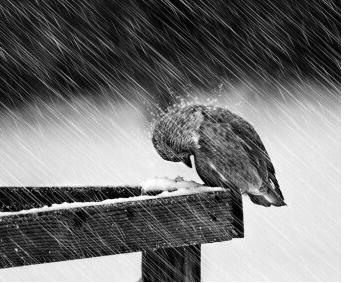 鸟类怎么样躲避极干旱的天气,野生动物如何躲避暴风雨