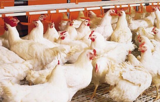养殖绝技全集,肉鸡养殖场养殖全过程仅需30天