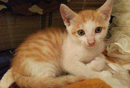 幼猫爱吃饭是为啥,幼猫爱喝水不爱吃猫粮