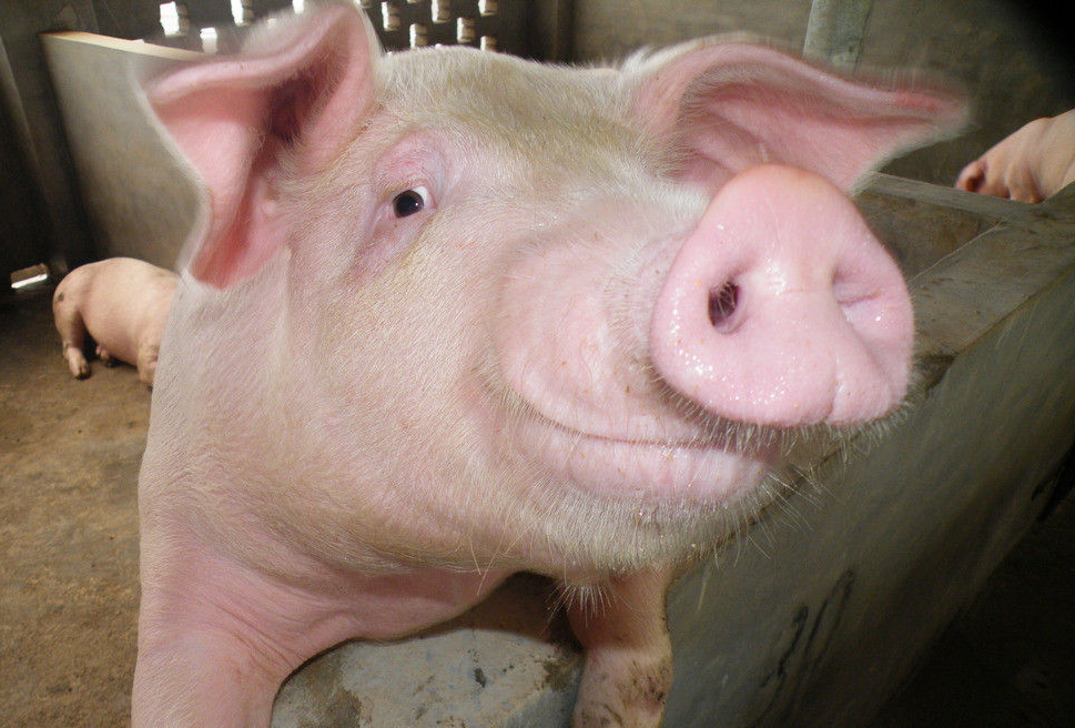 《说文解字》第119课：猪为何是“六畜”之一，看这个汉字