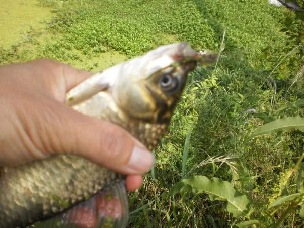 夏季钓野河怎样选钓位,初夏钓野鲫怎么选钓点