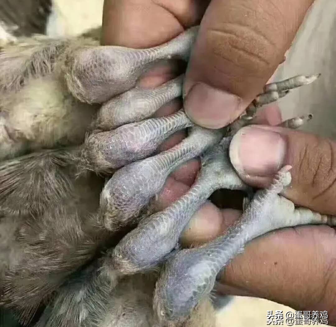 鸡痛风病的原因,鸡痛风的最初症状