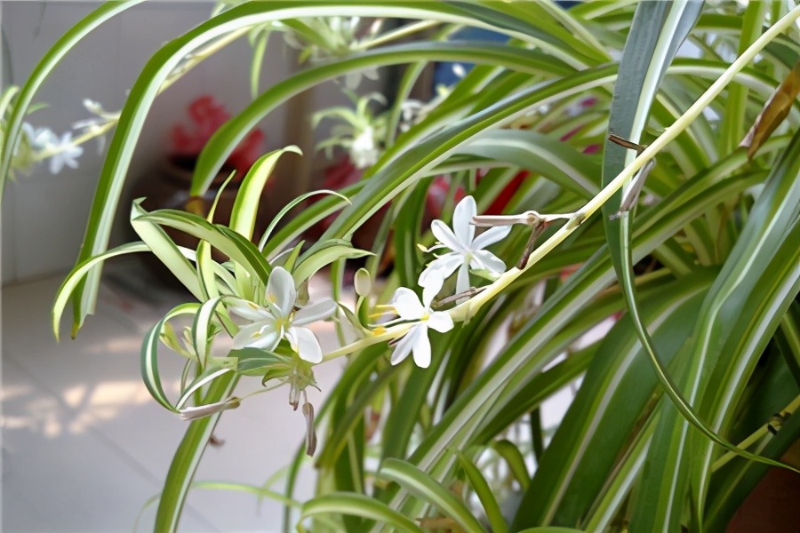 怎样养好吊兰,养吊兰的7个小窍门