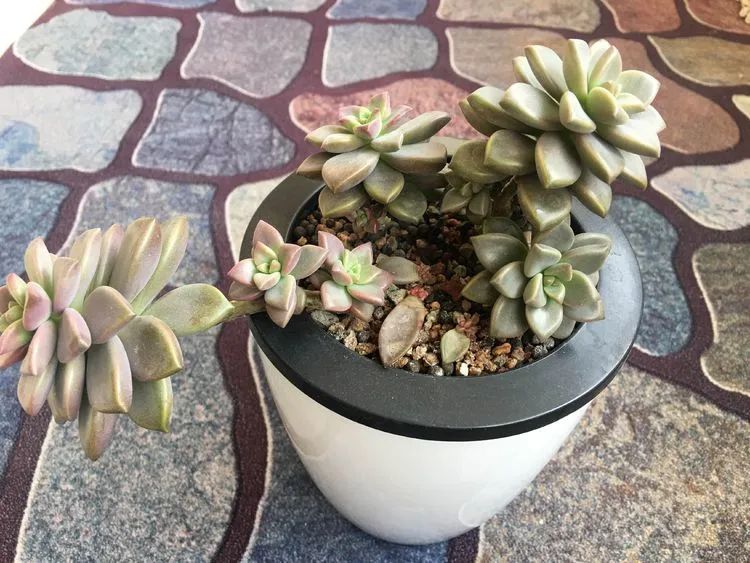 2021牛转乾坤砥砺前行,2021年牛转乾坤时来运转