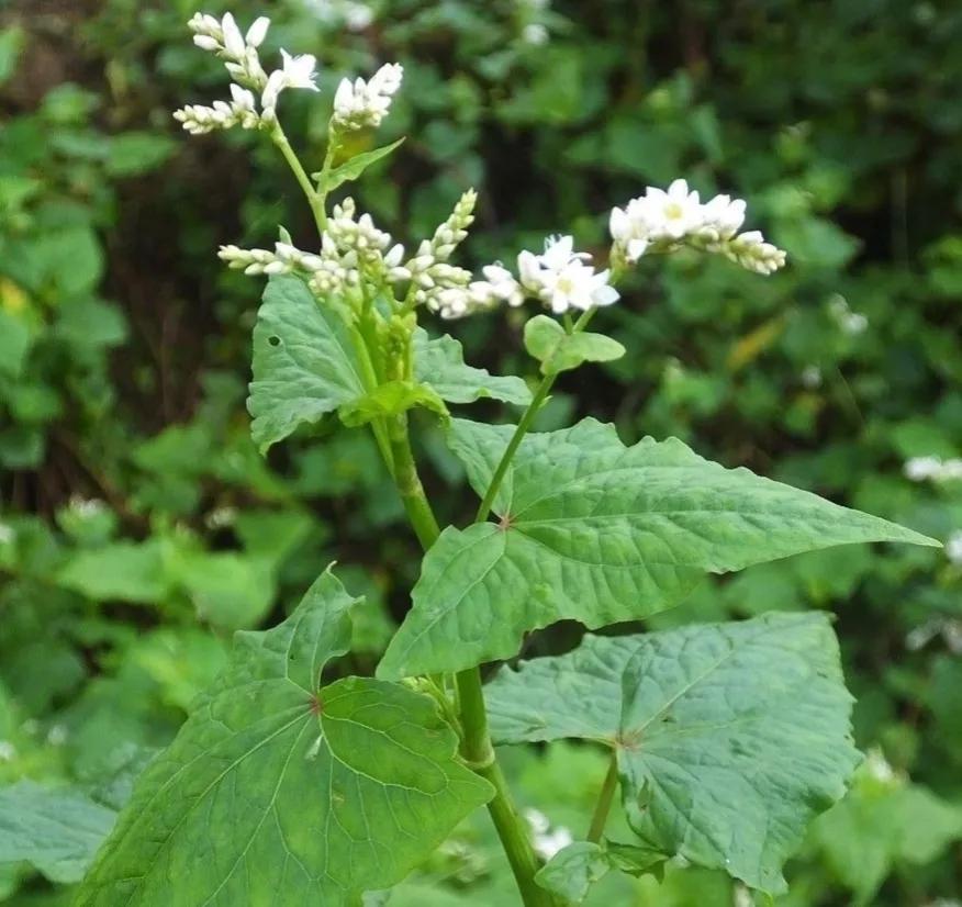 中药金荞麦,金荞麦什么样子