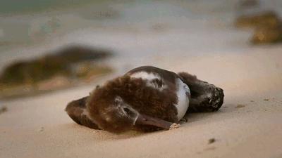 台风烟花过后留下惊人的一幕,台风烟花结局