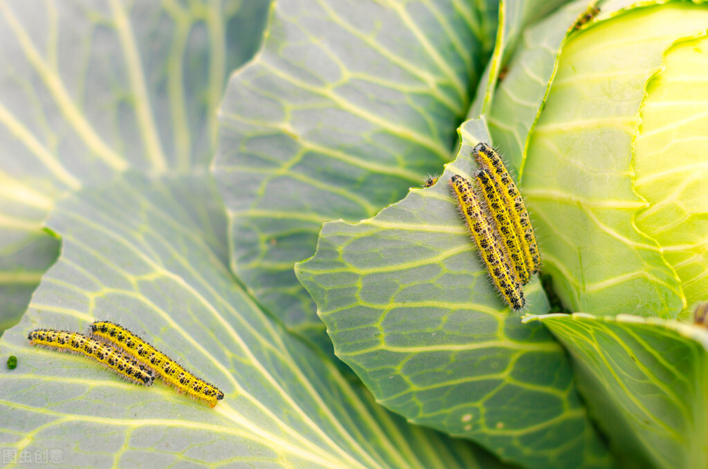 纯天然无毒蔬菜杀虫剂,杀虫剂最好的制作方法