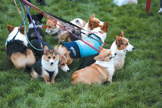 柯基犬事件辟谣,柯基是一年四季都掉毛吗