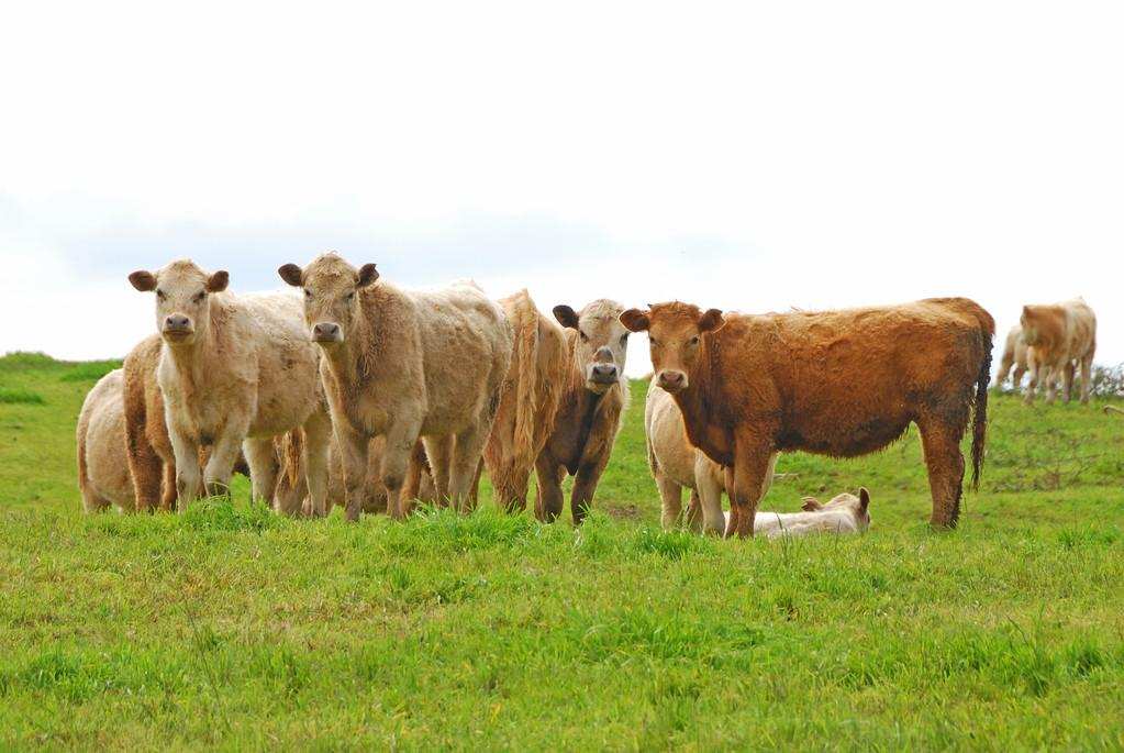 为什么人类会在牛身上安一个孔,牛身上开孔