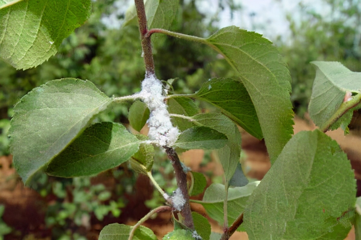 防治苹果绵蚜兼治黄蚜的高效药剂,苹果棉蚜与苹果黄蚜