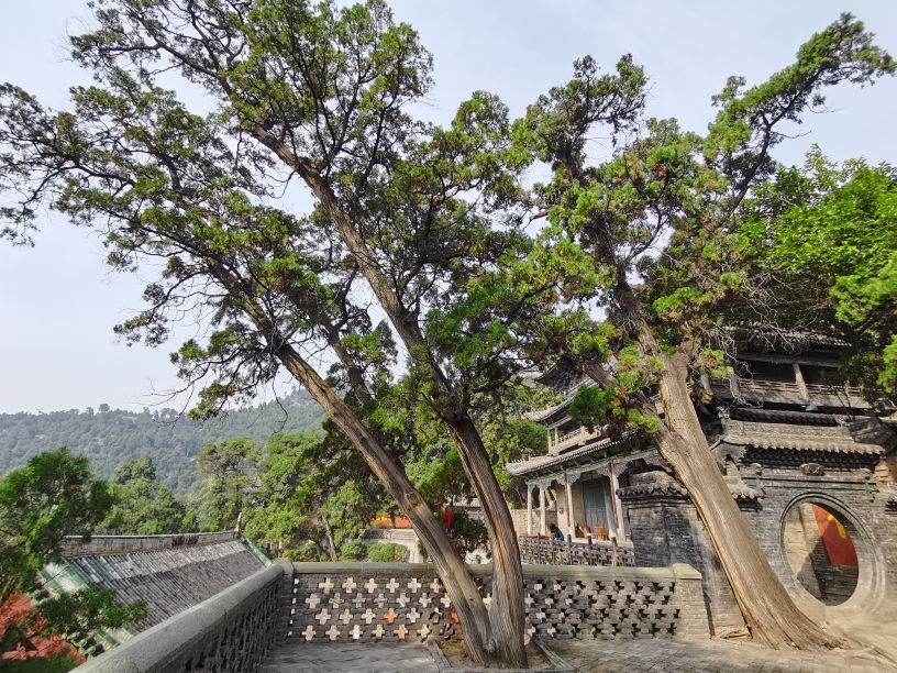 卦山的古柏特点100字,卦山古柏群