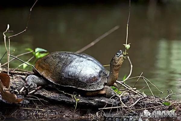 仿野环境养龟,仿野养龟