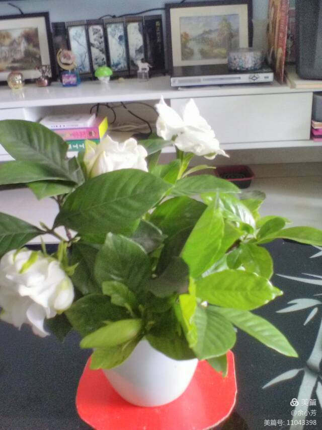 栀子花开舞蹈视频,栀子花开何炅