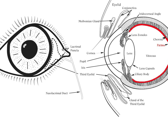 猫咪体检预约难还怕错过？学会七种方法，在家也能为爱猫检查身体