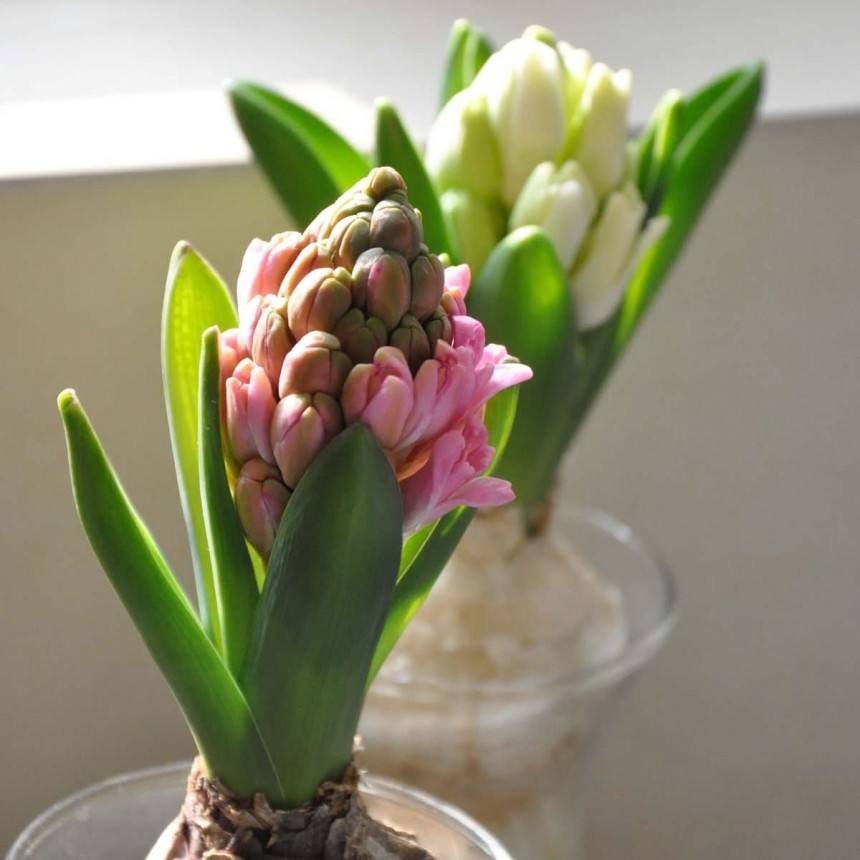 水培风信子开花后怎么处理,水培风信子开过花来年还能活吗