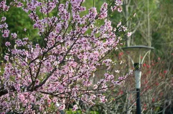 南京的春天,南京的春天视频