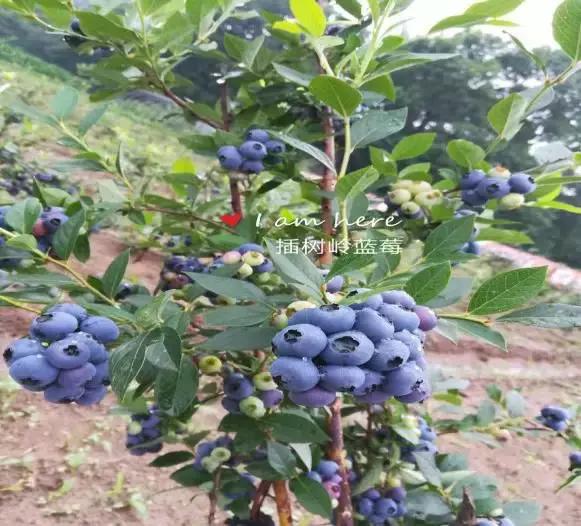 娘家人为您推荐蛟河休闲旅游精品景点