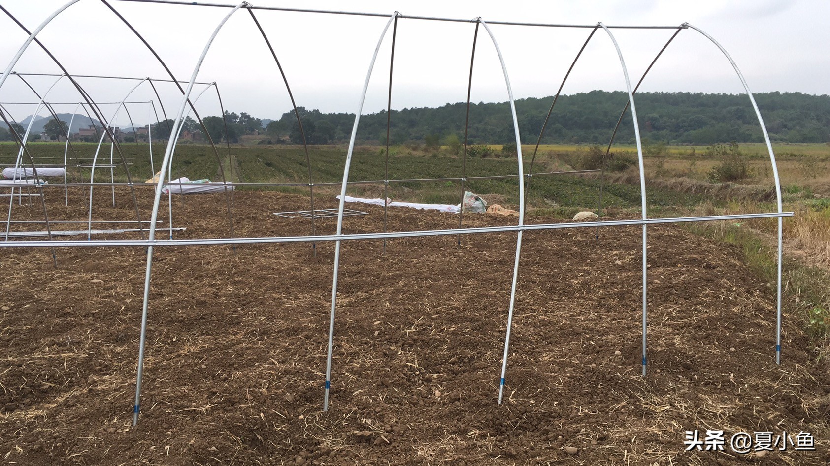 种植羊肚菌亏本的人多吗,羊肚菌种植技术与销路