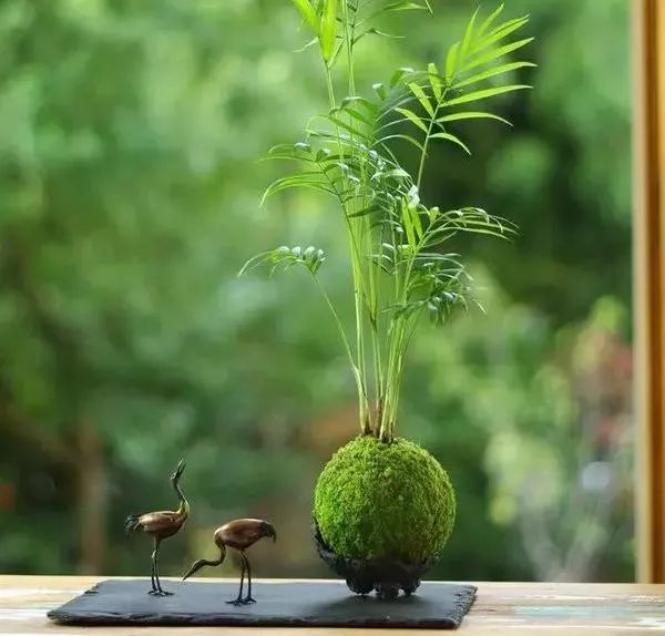 袖珍椰子最佳观赏期,阳台袖珍椰子